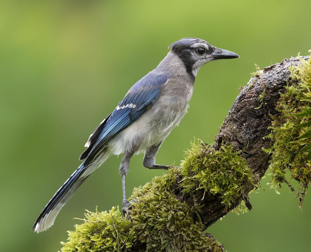 Голубая сойка и молодые сойки - Blue Jay