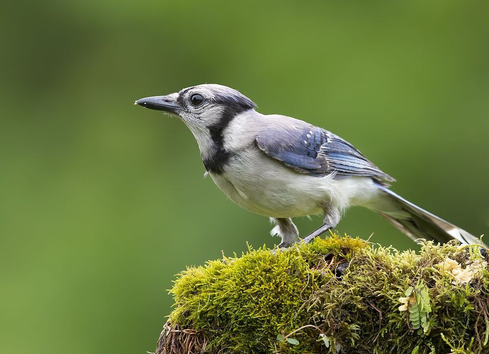 Голубая сойка и молодые сойки - Blue Jay