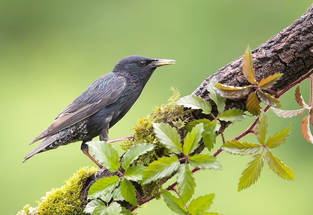 Обыкновенный скворец - European Starling