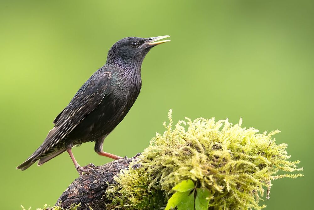 Обыкновенный скворец - European Starling