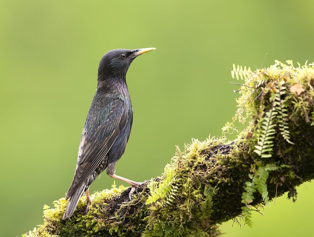 Обыкновенный скворец - European Starling