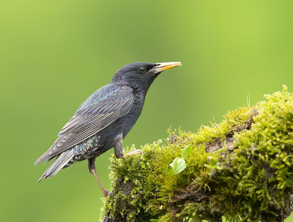 Обыкновенный скворец - European Starling
