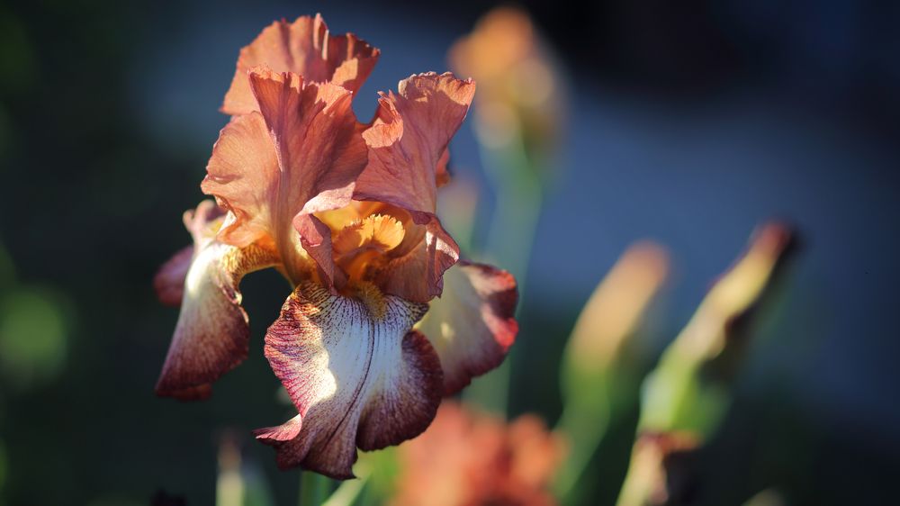 ---= flowers about =---