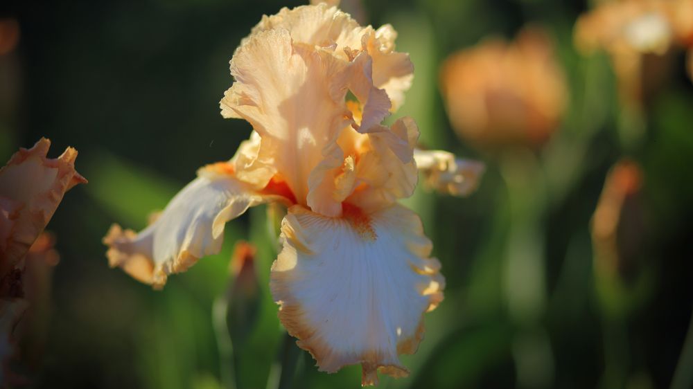 ---= flowers about =---