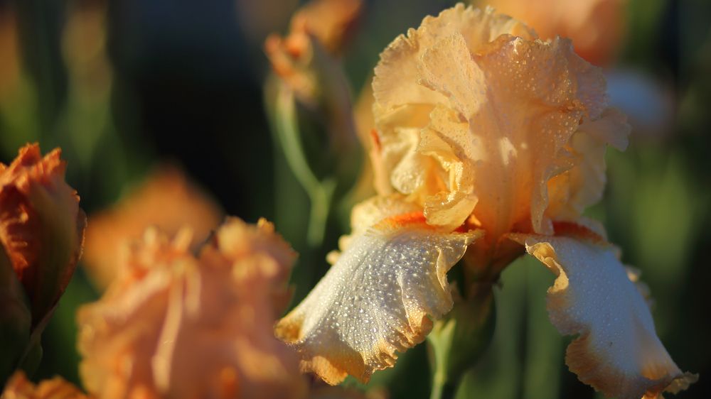 ---= flowers about =---