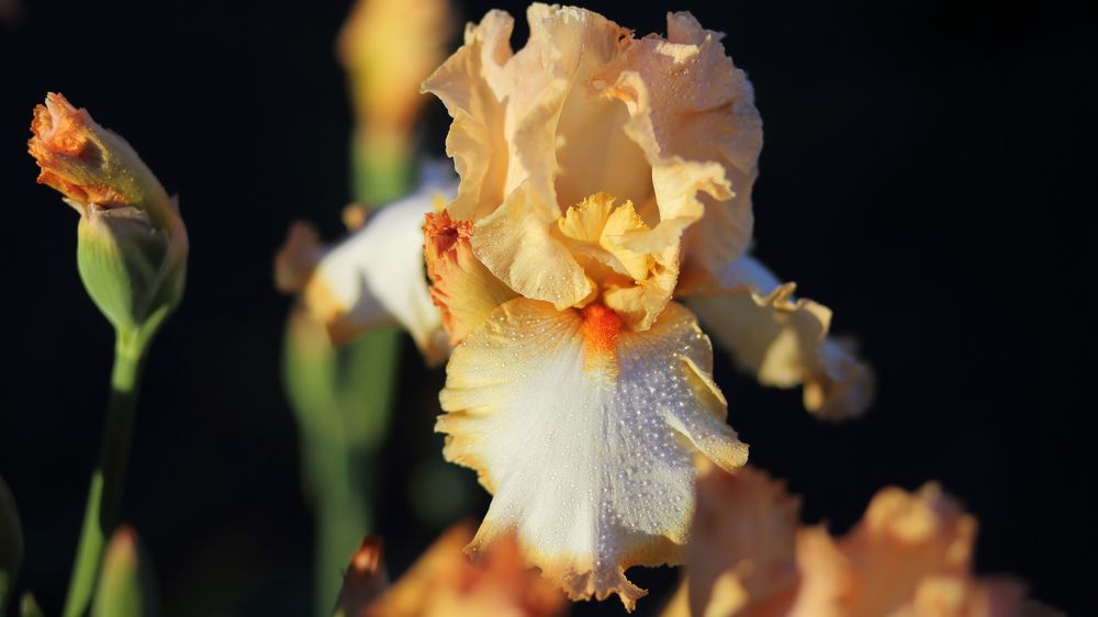 ---= flowers about =---