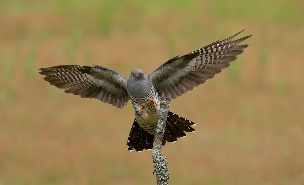 Cuckoo