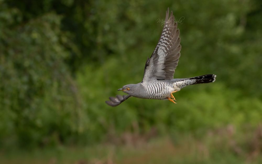 Cuckoo