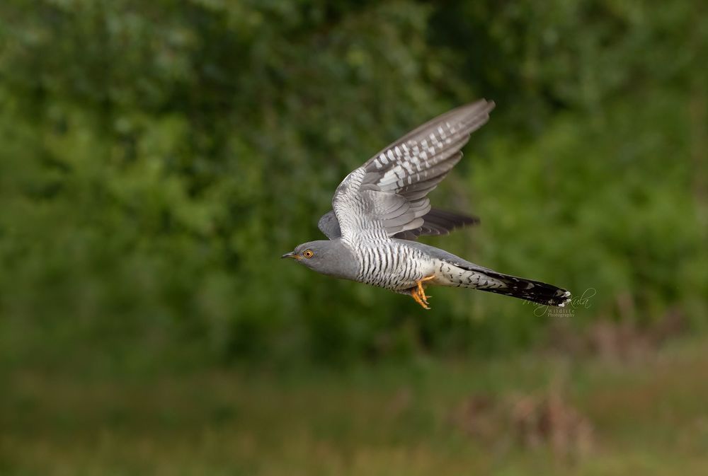 Cuckoo