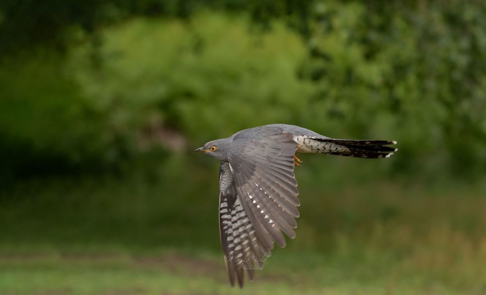 Cuckoo