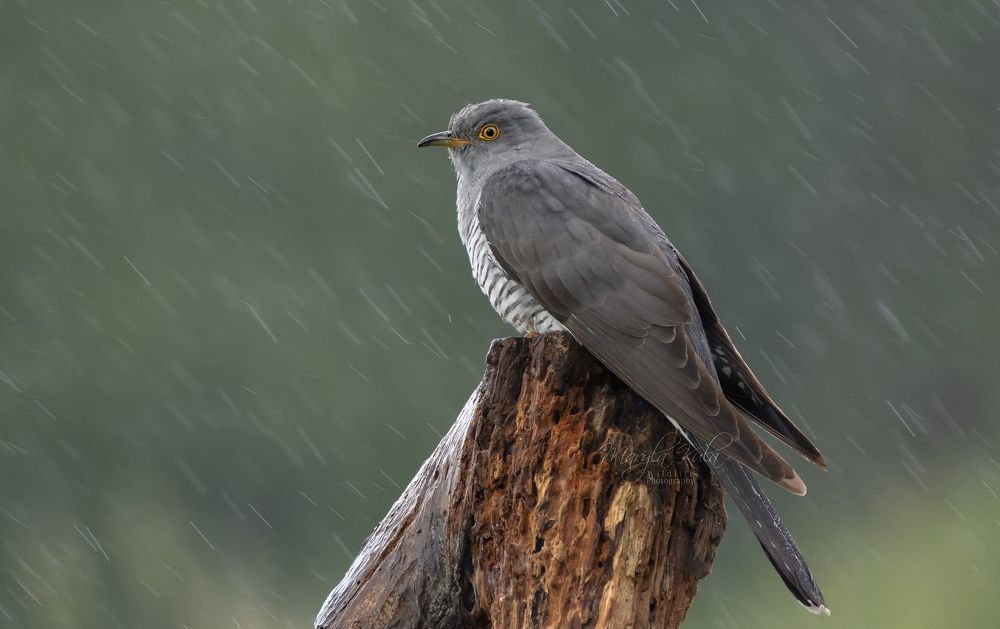Cuckoo