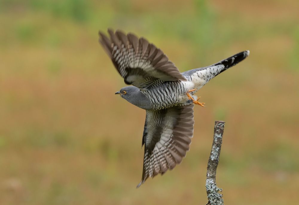 Cuckoo