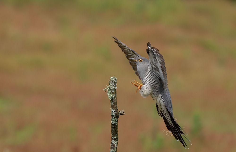 Cuckoo