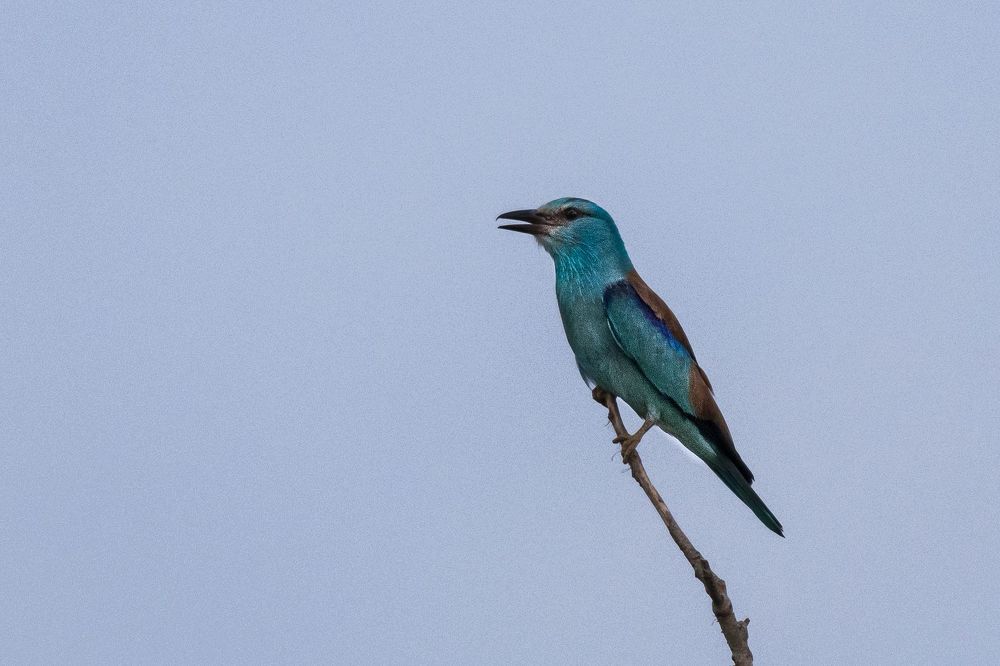 Coracias garrulus