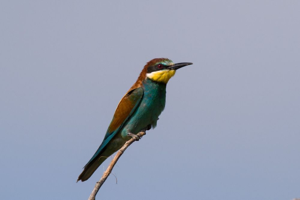 European Bee-eater