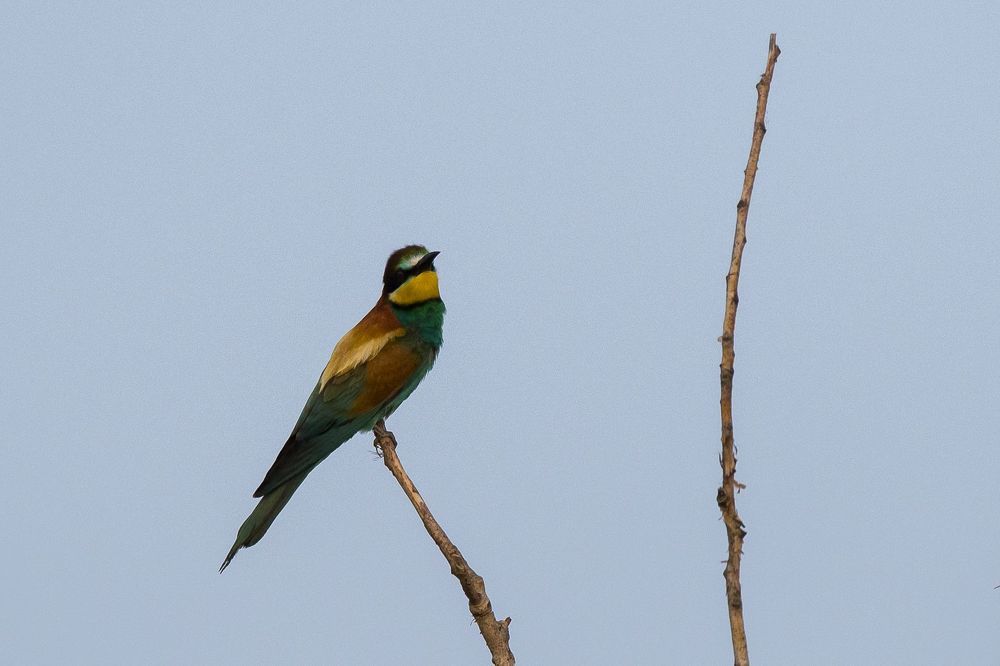 Merops apiaster