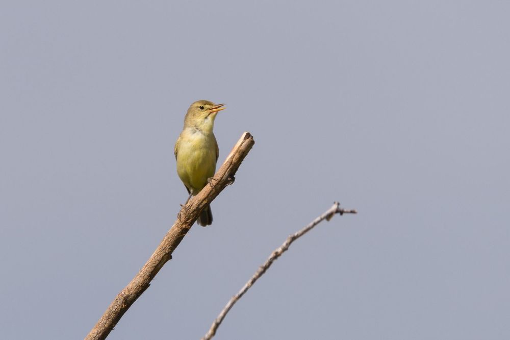 The migratory birds in Minervois area (Aude - France)