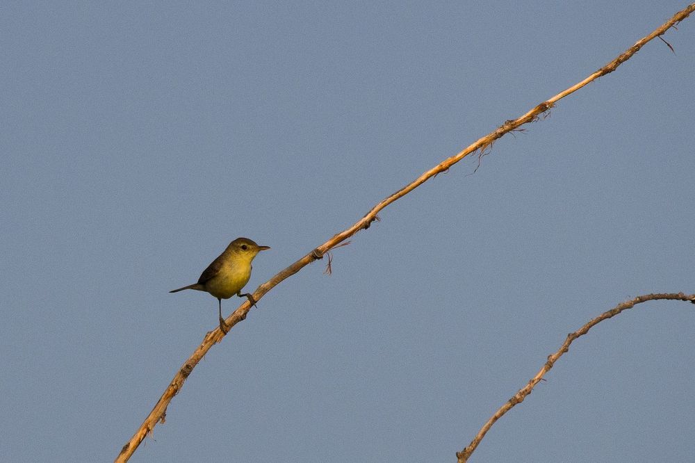 The migratory birds in Minervois area (Aude - France)