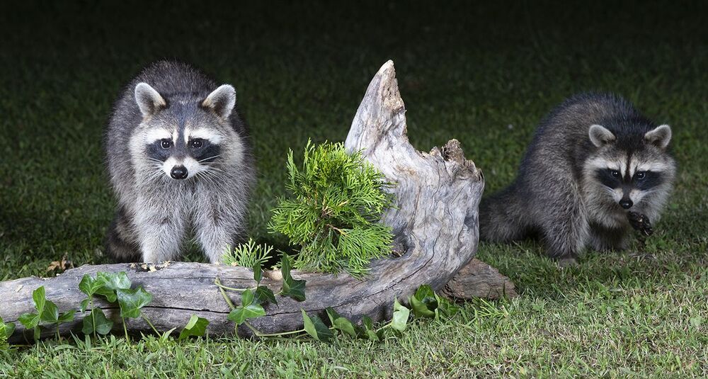 Raccoon & Baby Raccoon -   Мама Енотиха и Малыш