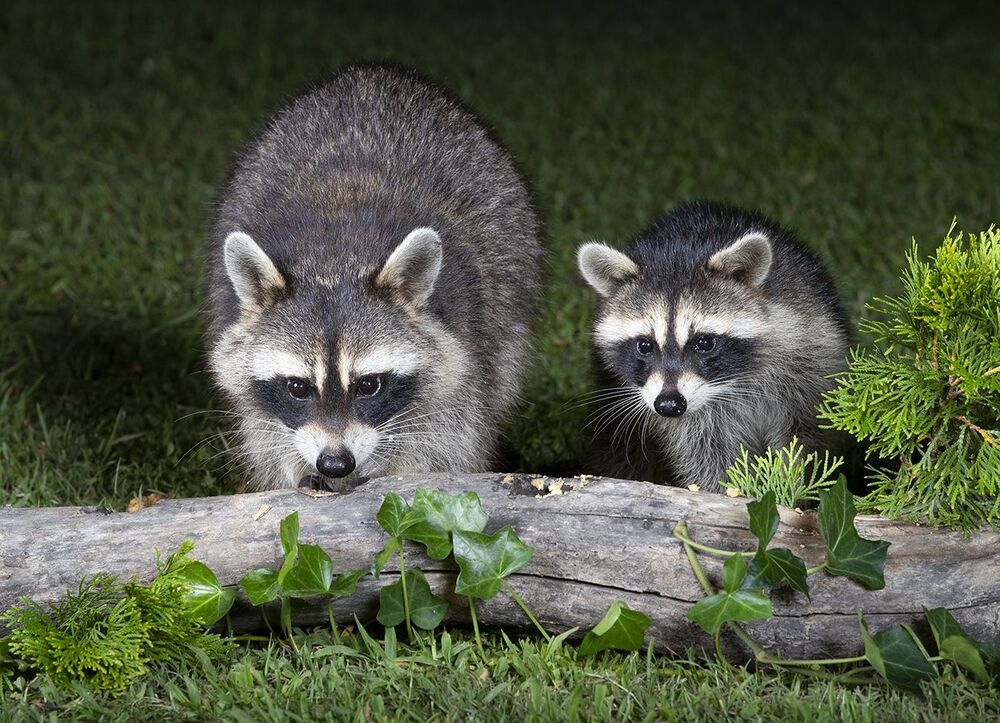 Raccoon & Baby Raccoon -   Мама Енотиха и Малыш
