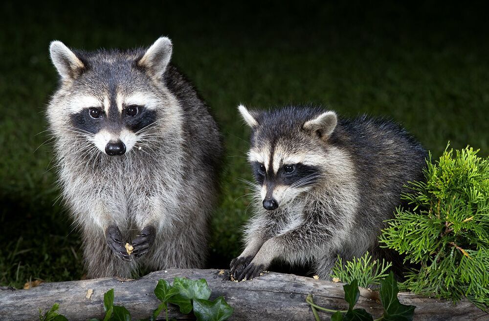 Raccoon & Baby Raccoon -   Мама Енотиха и Малыш