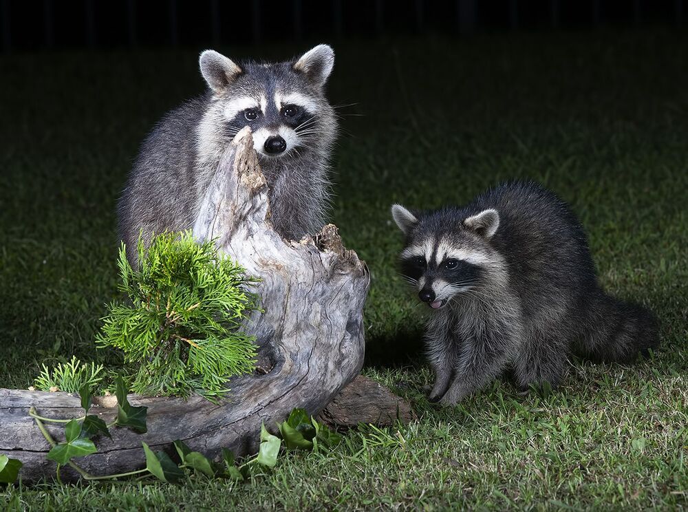 Raccoon & Baby Raccoon -   Мама Енотиха и Малыш