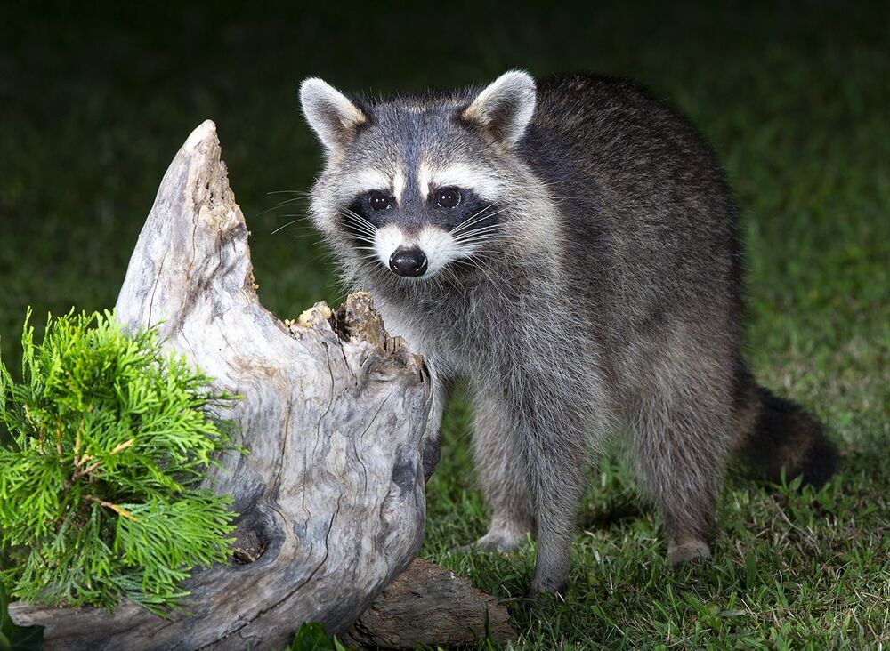 Raccoon & Baby Raccoon -   Мама Енотиха и Малыш