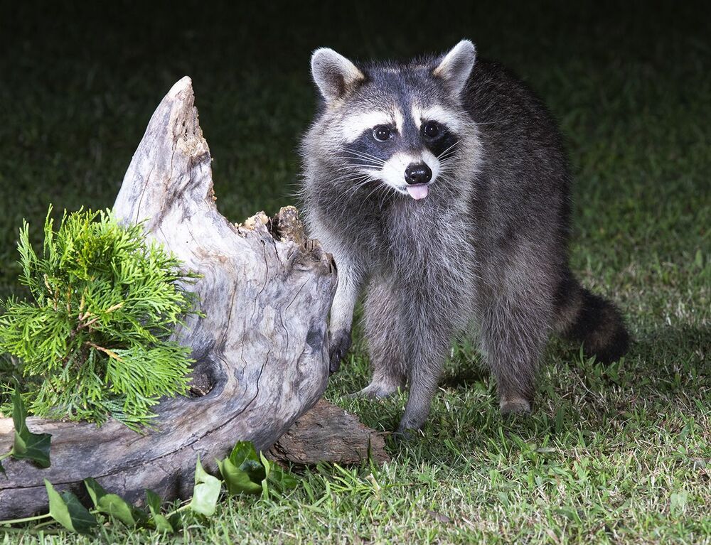 Raccoon & Baby Raccoon -   Мама Енотиха и Малыш
