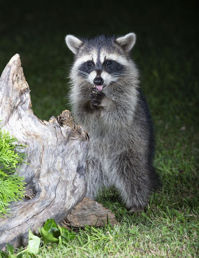 Raccoon & Baby Raccoon -   Мама Енотиха и Малыш