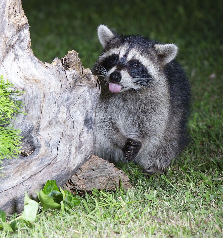 Raccoon & Baby Raccoon -   Мама Енотиха и Малыш