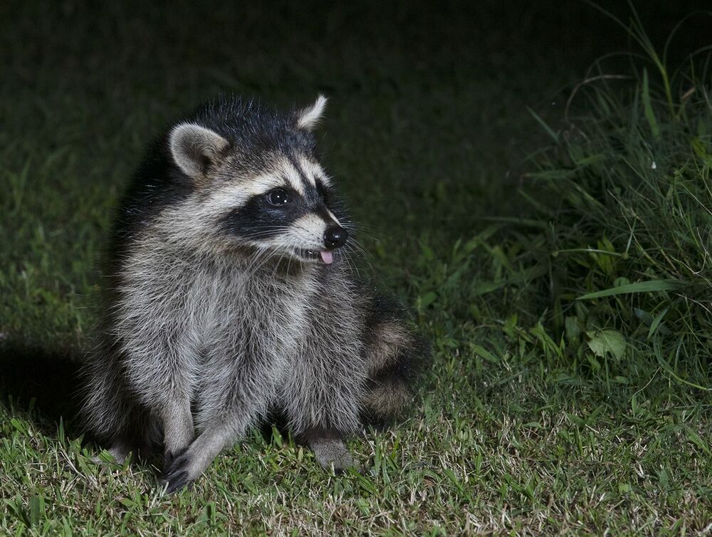 Raccoon & Baby Raccoon -   Мама Енотиха и Малыш