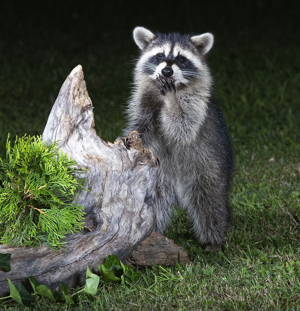 Raccoon & Baby Raccoon -   Мама Енотиха и Малыш
