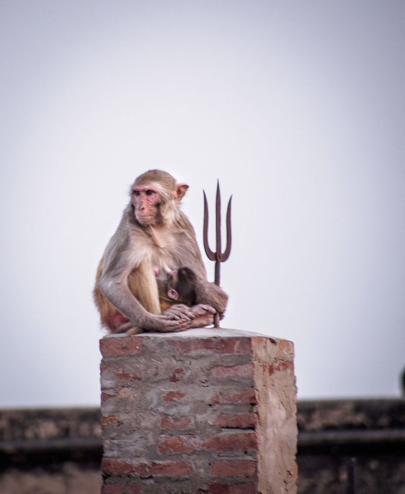 Monk's life