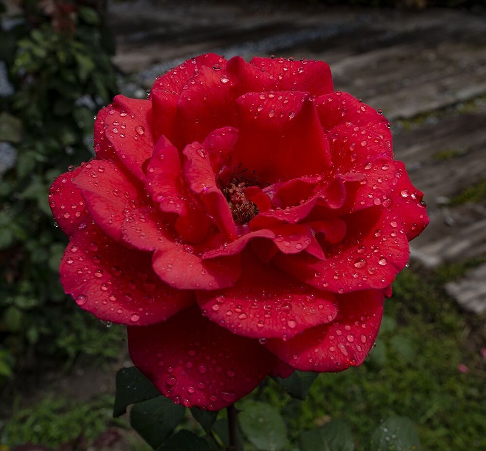 my rose
