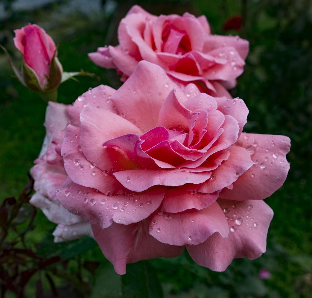 my rose
