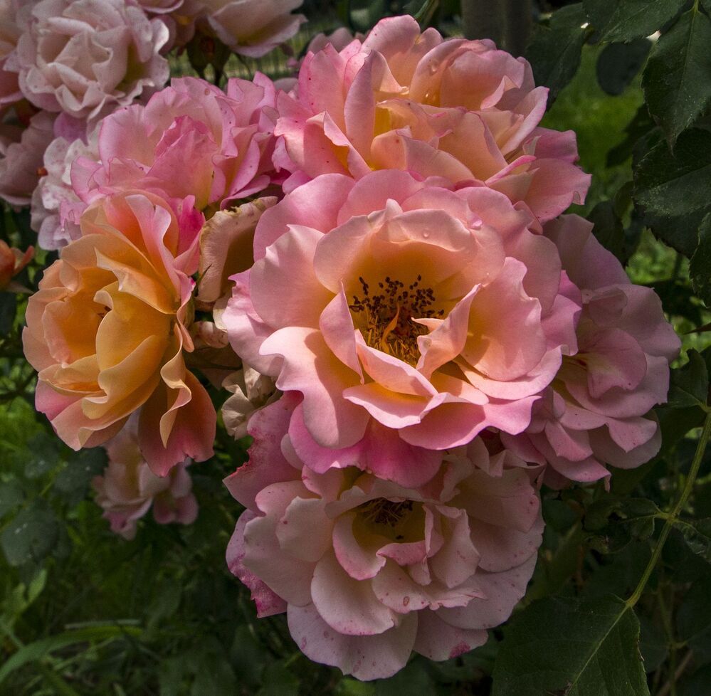 my rose