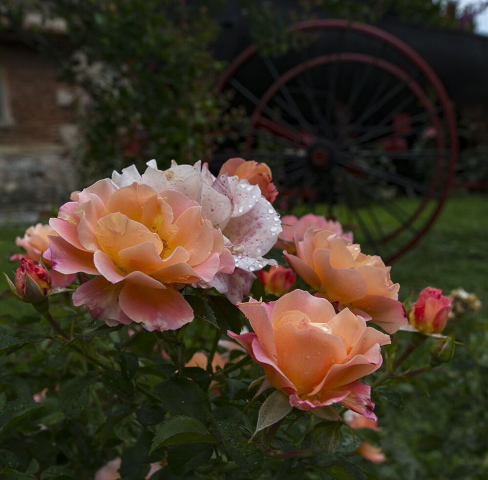 my rose