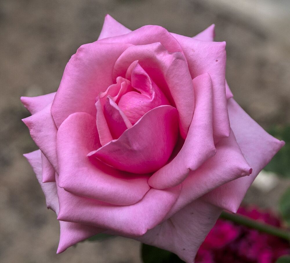my rose