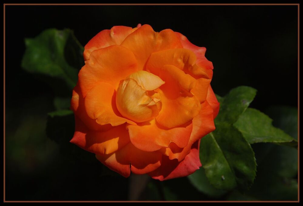 my rose