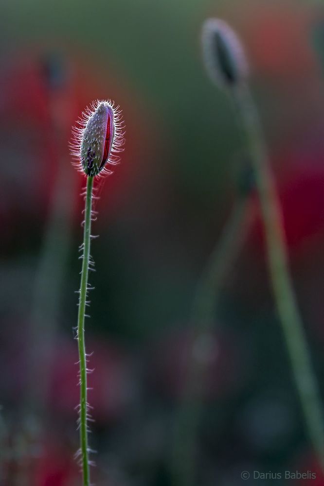 Photo 1508897