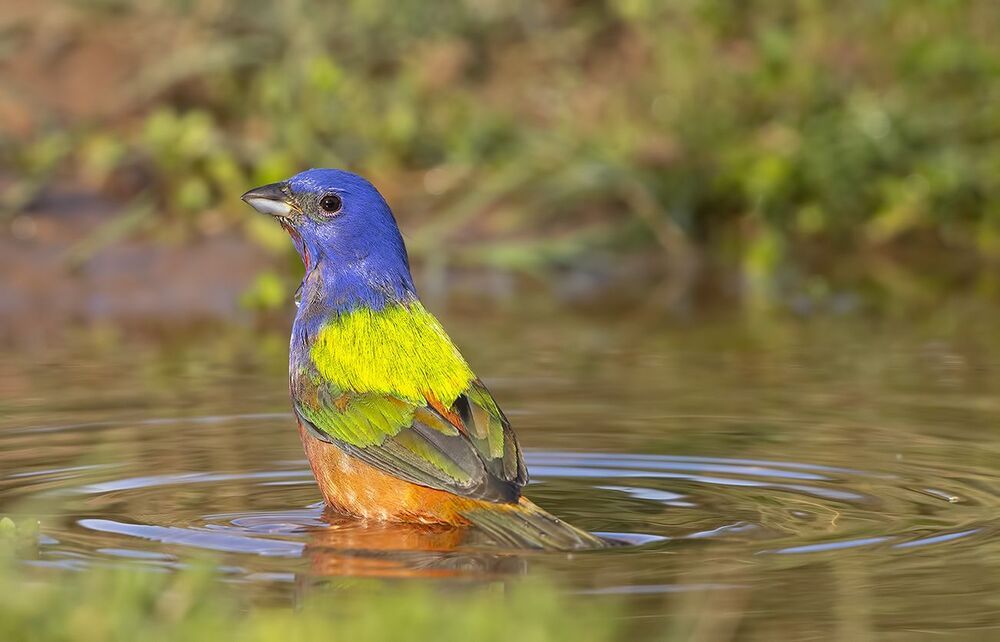 Painted bunting - Расписной овсянковый кардинал