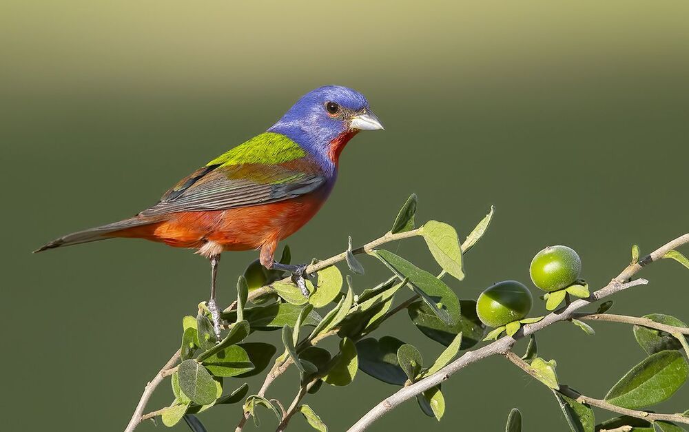 Painted bunting - Расписной овсянковый кардинал