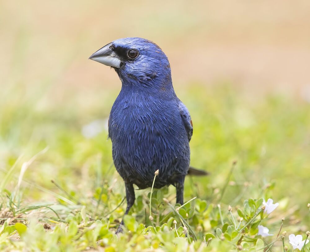 Blue grosbeak - Голубая гуирака