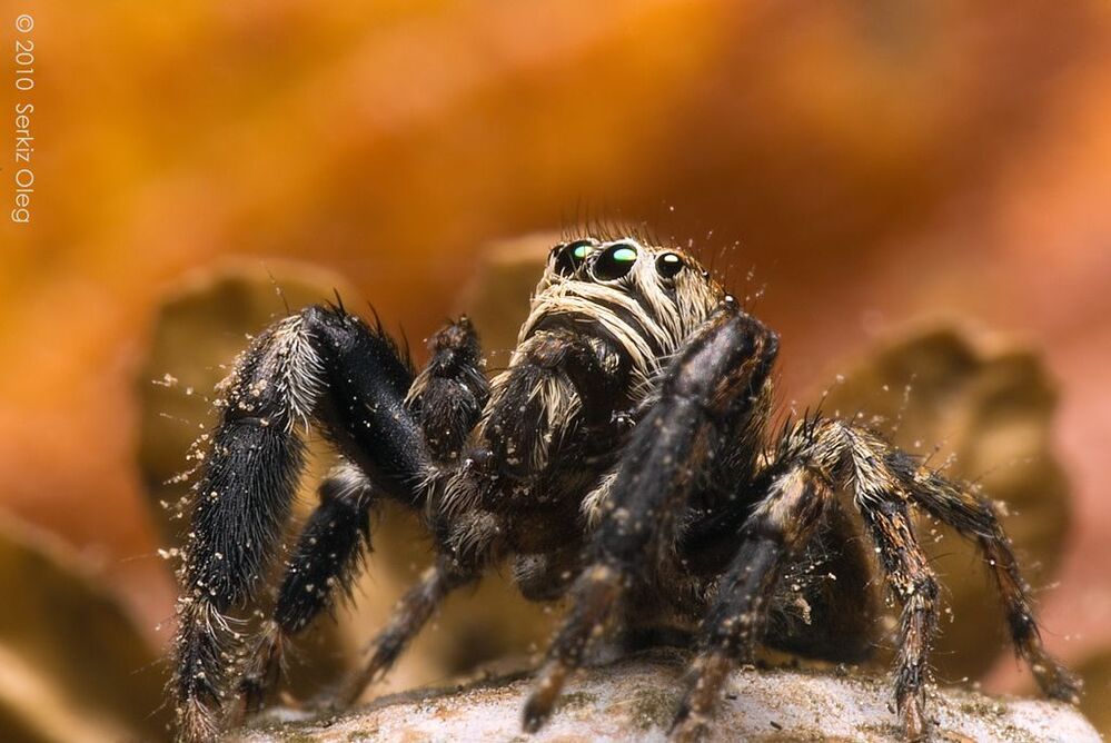 Evarcha arcuata самец 6-8мм.