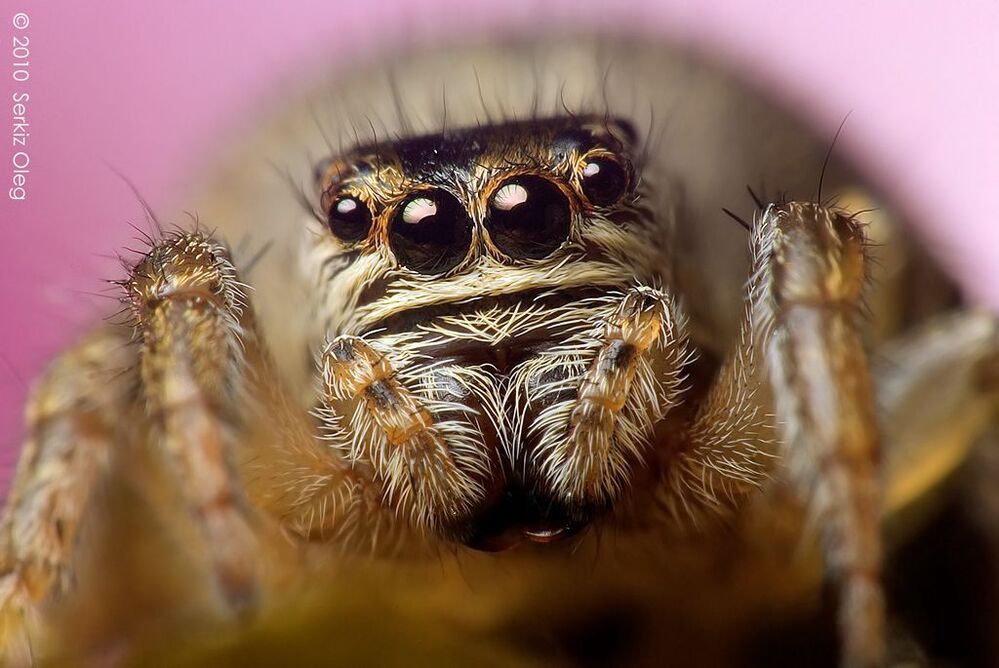 oOOo Salticidae of Ukraine!