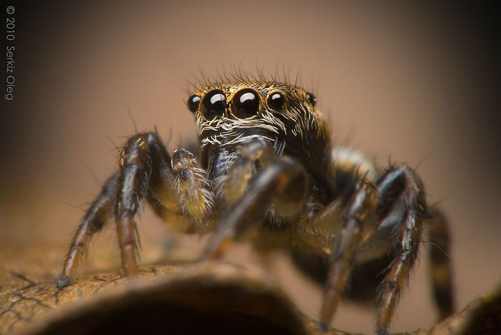Дитя Evarcha arcuata,3мм.