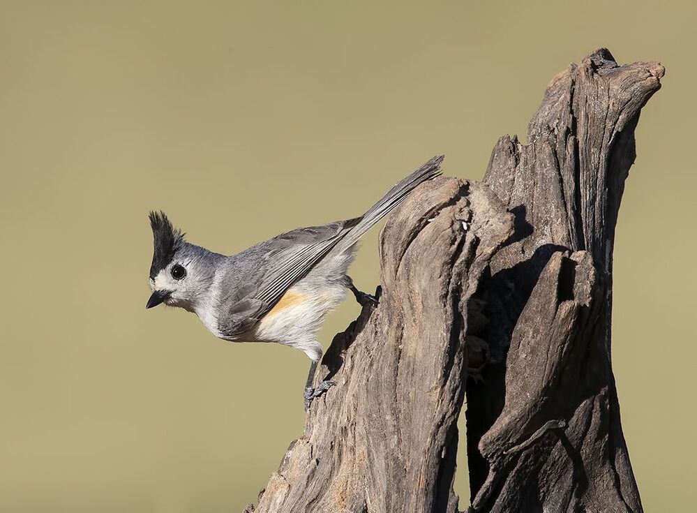 Синица чёрнохохлатая - Black-crested Titmouse