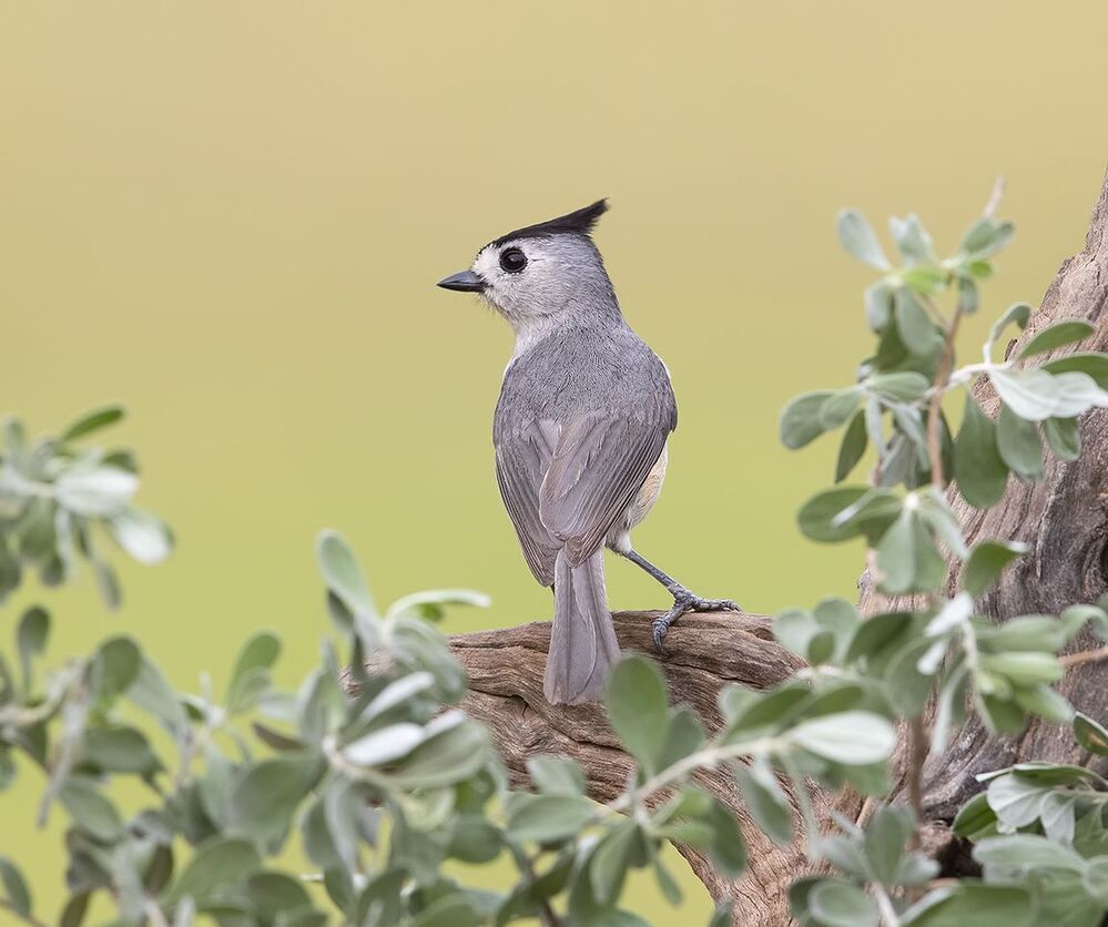 Синица чёрнохохлатая - Black-crested Titmouse