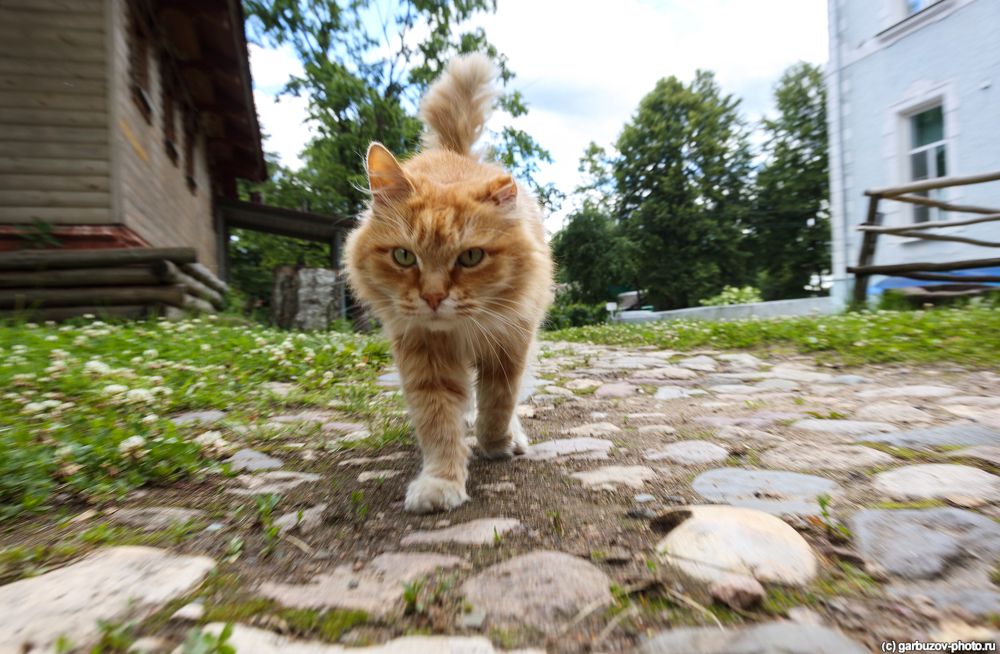 Котейка из города Гаврилов-Ям