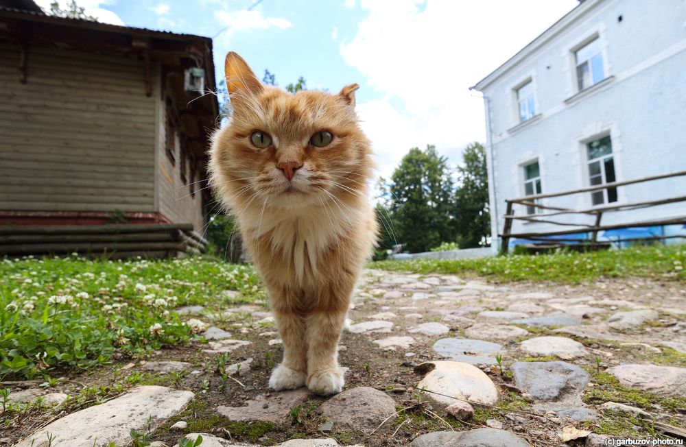 Котейка из города Гаврилов-Ям